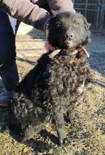 SOMA6, Hund, Mudi in Ungarn