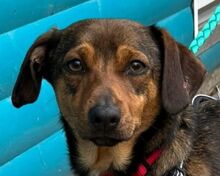 ERNI, Hund, Mischlingshund in Hamminkeln