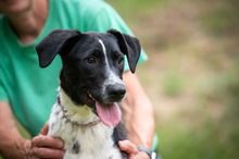 INYRA, Hund, Jack Russell Terrier-Mix in Ungarn