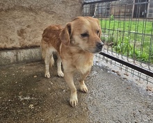 BRUNO, Hund, Mischlingshund in Mittweida