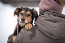 YELINA, Hund, Deutscher Schäferhund-Mix in Ungarn