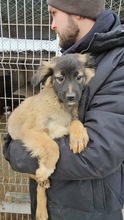 MURPHY, Hund, Mischlingshund in Rumänien