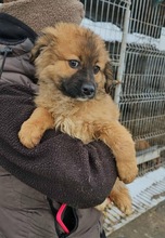 TEDDY, Hund, Mischlingshund in Rumänien