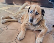 MARA, Hund, Mischlingshund in Röthenbach