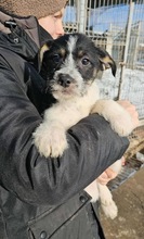 FIGO, Hund, Mischlingshund in Rumänien