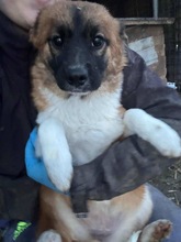 KLARA, Hund, Mischlingshund in Rumänien