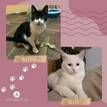 MORRIS, Katze, Europäisch Kurzhaar in Bulgarien