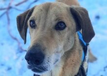 BONGO, Hund, Magyar Vizsla-Mix in Kroatien