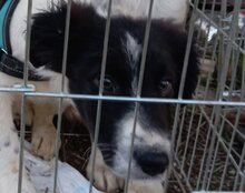 SAMMY, Hund, Tornjak-Mix in Kroatien