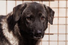 VIVA, Hund, Herdenschutzhund-Mix in Kroatien