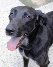 XENA, Hund, Mischlingshund in Kroatien