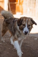 JONESY, Hund, Tornjak-Mix in Kroatien