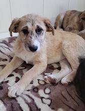 SIA, Hund, Mischlingshund in Rumänien