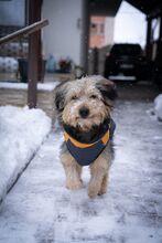 LINUS, Hund, Mischlingshund in Rumänien