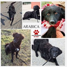 ARABICA, Hund, Kroatischer Schäferhund-Mix in Estenfeld