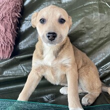 ALLEGRA, Hund, Mischlingshund in Rumänien