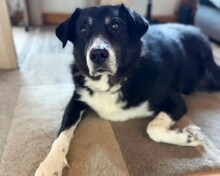 ANNABELL, Hund, Mischlingshund in Bad Münder