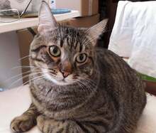 TOMI, Katze, Europäisch Kurzhaar in Rumänien