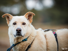 TOLOMEO, Hund, Mischlingshund in Hockenheim