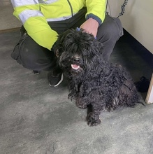 SÜTI, Hund, Mischlingshund in Ungarn