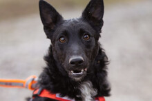BETTY, Hund, Mischlingshund in Kroatien