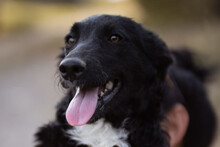 TINA, Hund, Border Collie-Hrvatski Ovcar-Mix in Kroatien