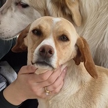 CELIA, Hund, Mischlingshund in Griechenland