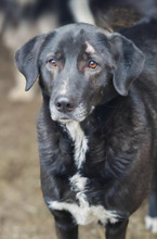 BINA, Hund, Mischlingshund in Rumänien