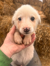 PINO, Hund, Mischlingshund in Rumänien