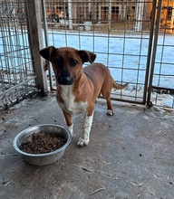 KATINKA, Hund, Mischlingshund in Pottenstein