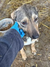 RONDA, Hund, Mischlingshund in Hausen