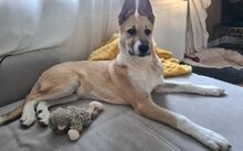 QUAX, Hund, Mischlingshund in Edewecht