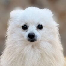 BUDDY, Hund, Kleinspitz in Spanien