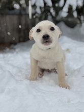 ALVINAGANCS, Hund, Mischlingshund in Ungarn