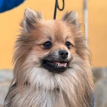 MOMO, Hund, Kleinspitz in Spanien