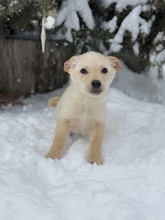 ANTONAGAS, Hund, Mischlingshund in Ungarn
