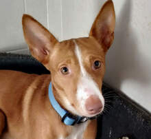 PIA, Hund, Podenco in Aschheim