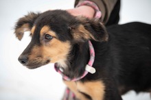 YEZIRA, Hund, Deutscher Schäferhund-Mix in Ungarn