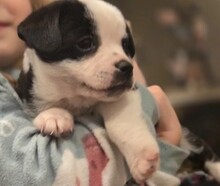 PACO, Hund, Mischlingshund in Rumänien