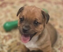 PUMBA, Hund, Mischlingshund in Rumänien