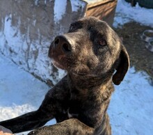 PRINZI, Hund, Mischlingshund in Rumänien