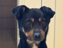 OLIVER, Hund, Mischlingshund in Rösrath