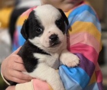 PESTO, Hund, Mischlingshund in Rumänien