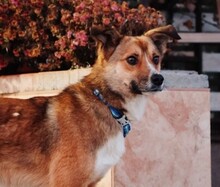 BOBBY, Hund, Mischlingshund in Rumänien