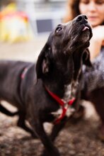 DARIA, Hund, Pointer-Mix in Kroatien