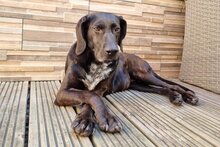 DARIA, Hund, Pointer-Mix in Falkensee