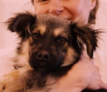 YUMMI, Hund, Mischlingshund in Rumänien