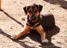 YUNA, Hund, Mischlingshund in Rumänien