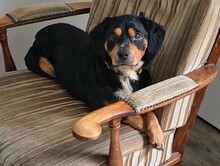 HOWIE, Hund, Mischlingshund in Kürten