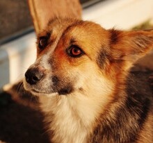 CUVA, Hund, Mischlingshund in Rumänien